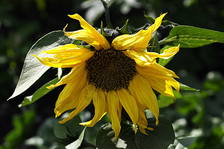 向日葵阳光植物学晴天黄色植物花园绿色太阳园艺花瓣图片