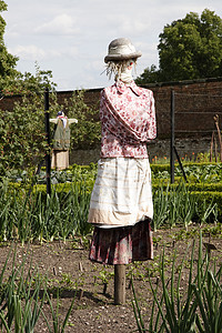 蔬菜园里的稻草人稻草绿色菜地农场花园蔬菜女性戏服帽子收成图片