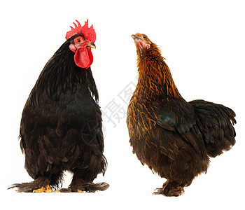 和黑母鸡生产流感鸟类小鸡母鸡红色白色动物群家畜农场图片