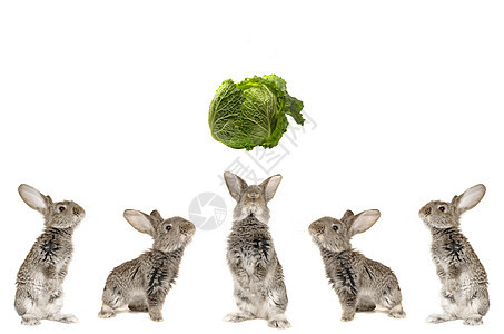五只灰兔动物兔子哺乳动物宠物农业白色家畜灰色农场配种图片