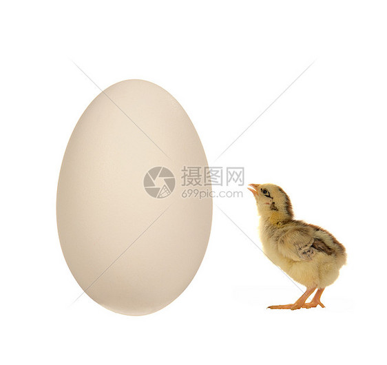 蛋公鸡动物白色农业生产季节农场动物群生活小鸡图片