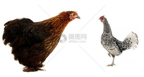 黑母鸡白色母鸡乡村季节生活栖息地流感红色生物生产图片