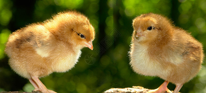 鸡小妞黄色家禽小鸡婴儿公鸡农场宠物孵化器森林生长图片