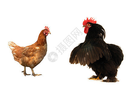 黑色公鸡家禽农场乡村母鸡红色小鸡动物群白色鸟类生产图片