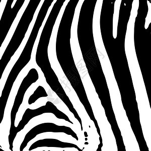 斑马打印丛林荒野线条材料动物黑色曲线白色正方形皮肤图片