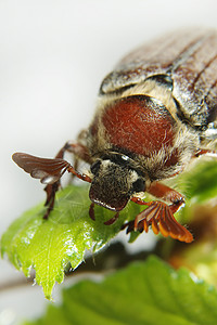 美布寄生发射植物宏观昆虫生物生物学航班损害叶子高清图片