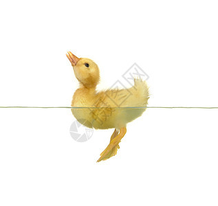 鸭子雏鸟白色新生小鸡动物黄色宠物家禽游泳图片