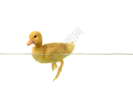 鸭子家禽游泳黄色动物白色小鸡宠物新生雏鸟图片