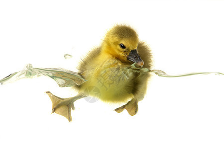 鹅家禽宠物白色小鸡雏鸟鸭子黄色动物游泳新生图片