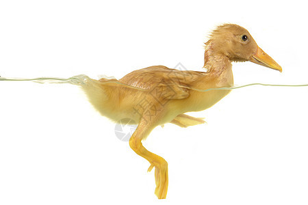 鸭子家禽白色新生宠物黄色游泳动物雏鸟小鸡图片