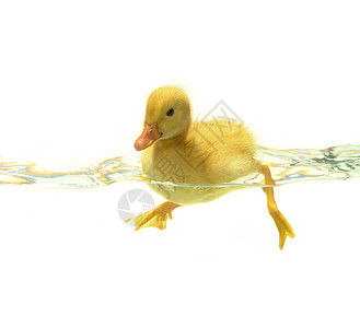 鸭子宠物家禽小鸡游泳新生黄色白色动物雏鸟图片