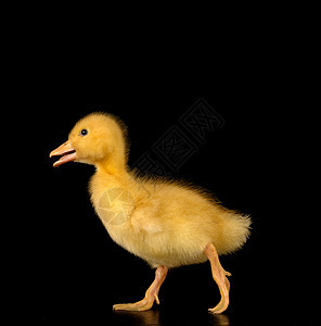 鸭子乡村农业小鸡黄色家禽宠物新生动物孩子婴儿背景图片