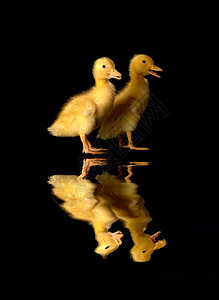 2个鸭子黄色婴儿孩子宠物农业家禽乡村小鸡新生黑色背景图片