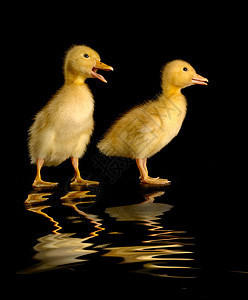 2个鸭子黑色小鸡家禽宠物孩子乡村动物婴儿新生农业图片