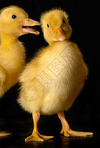 2个鸭子婴儿孩子黄色动物宠物乡村小鸡农业新生家禽图片