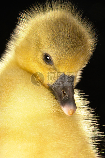 鹅黄色家禽农业小鸡婴儿孩子动物新生乡村宠物图片