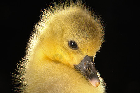 鹅新生宠物乡村家禽孩子动物婴儿农业黄色小鸡背景图片
