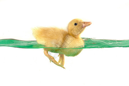 鸭子家禽小鸡雏鸟宠物新生游泳动物黄色图片