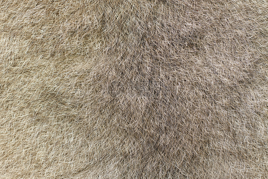 一只澳大利亚绿环尾负鼠的Fur图片