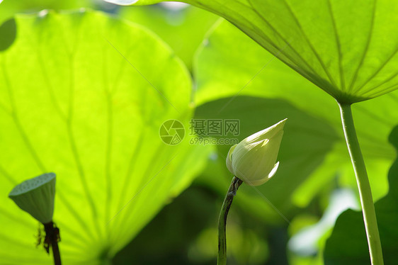 莲叶叶反射钓鱼池塘荒野蓝色公园叶子花园脆弱性季节图片