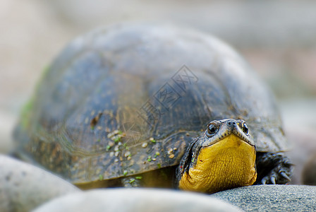 海龟 1背景图片