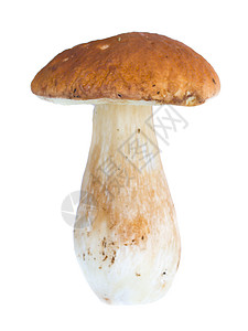 孤立的野生蘑菇棕色季节白色蔬菜食物植物学森林环境荒野植物图片