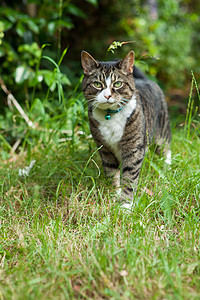 Tab 猫花园哺乳动物兽医猫科虎斑绿色动物图片