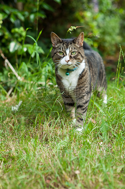 Tab 猫花园哺乳动物兽医猫科虎斑绿色动物图片