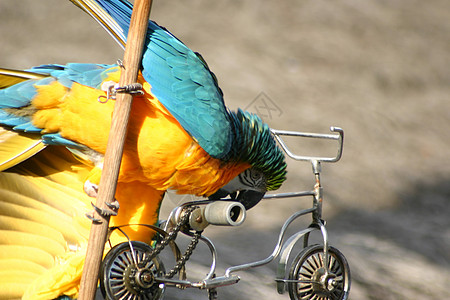 骑自行车的鹦鹉图片
