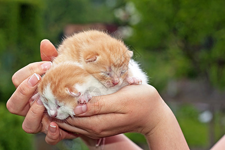 可爱猫胡须猫咪动物白色图片