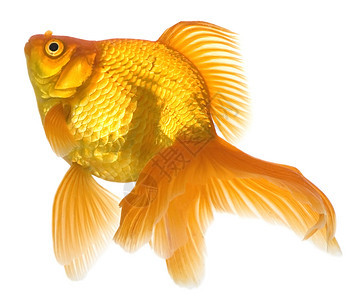 金鱼宠物游泳尾巴动物金子白色运动水族馆图片
