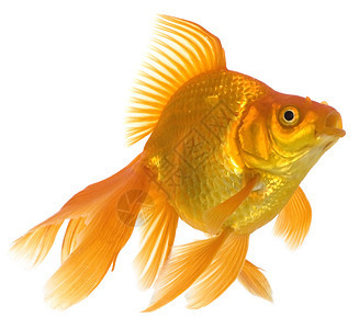 金鱼运动游泳宠物动物尾巴水族馆金子白色图片