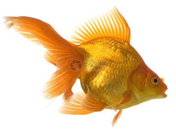 金鱼游泳运动宠物动物尾巴白色金子水族馆图片