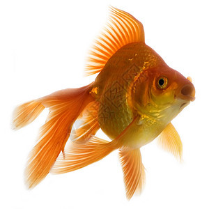金鱼白色金子水族馆运动尾巴宠物游泳动物图片
