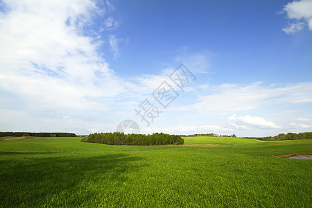 夏季风景太阳农场农业土地小麦叶子季节场地场景环境图片