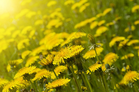 dandelion 字段生长太阳花朵植物场景阳光蓝色牧场土地季节图片