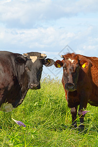 牧草中的牛动物牧场团体好奇心场地蓝色土地小牛哺乳动物农业图片