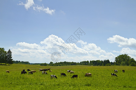 草地里的牛 夏月的风景好奇心场地农场牧场哺乳动物土地场景动物农业蓝色图片