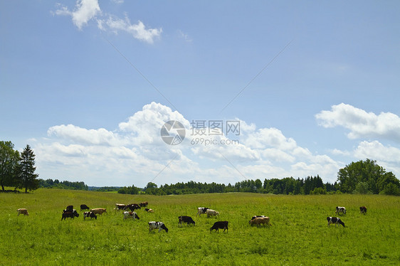 草地里的牛 夏月的风景好奇心场地农场牧场哺乳动物土地场景动物农业蓝色图片