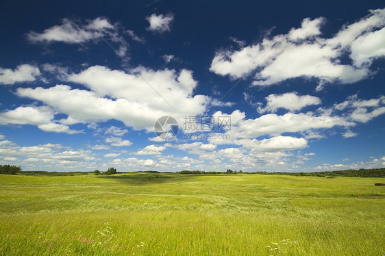 夏季风景地平线蓝色季节叶子阳光爬坡太阳小麦牧场图片