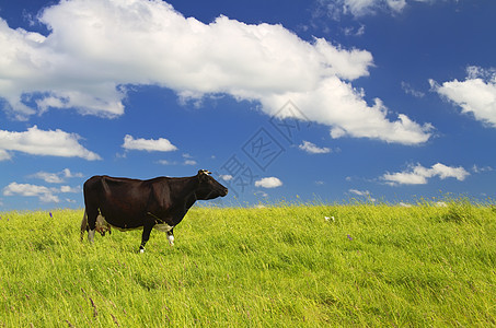 牧草中的牛动物家畜奶牛农场天空小牛蓝色土地场地团体图片