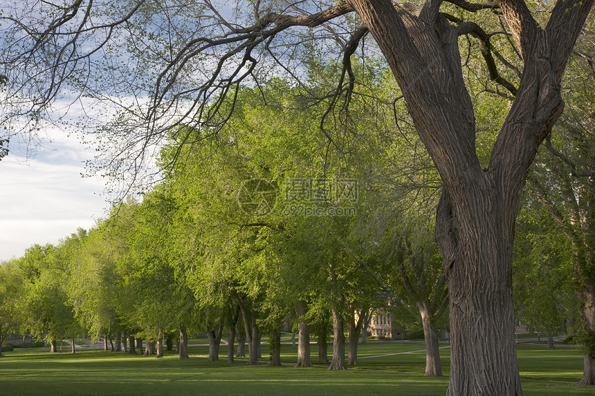 春天美国古老的精灵树群图片