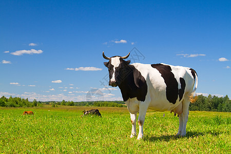 牧草中的牛好奇心奶牛乳房蓝色小牛场景土地家畜动物牧场图片