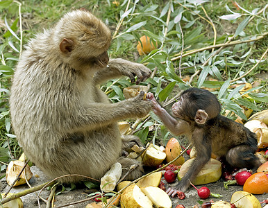 一只母猴子给婴儿送食物图片