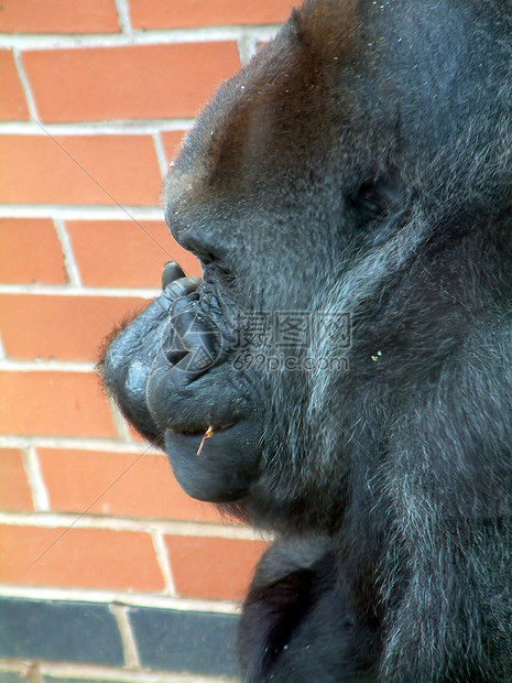 大猩猩动物园女性食物灵长类野生动物蓝色黑色俘虏动物棕色图片