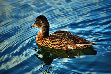 鸭子在湖边环境翅膀游泳羽毛动物群蓝色动物生物学荒野动物学图片