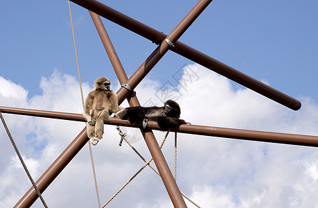两个有趣的灵长类猴子宠物黑色人猿哺乳动物野生动物毛皮荒野生物图片