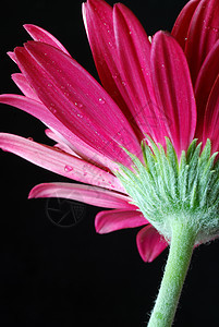 花植物生长植物学花朵宏观花瓣美丽橙子雏菊植物群图片