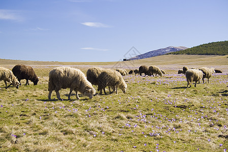 绵羊在草地上撒野图片