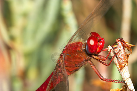 苍蝇共和性飞跃眼睛蜻蜓翅膀飞行翅目漏洞野生动物宏观昆虫脊椎动物图片